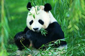 Панда бамбуковый медведь