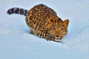 Дальневосточный леопард зимой