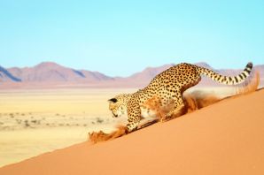 Пустынный гепард