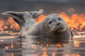 Сивуч морской котик тюлень
