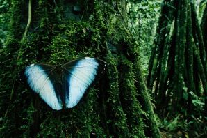 Гигантские бабочки тропических лесов