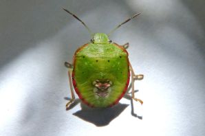Зеленый щитовидный жук