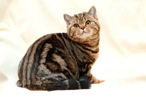 Британская кошка табби мрамор