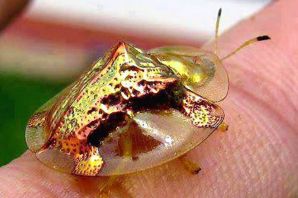 Золотистый черепаховый жук