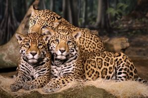 Семейство кошачьих ягуар