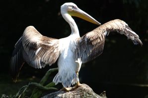 Пеликан с раскрытыми крыльями