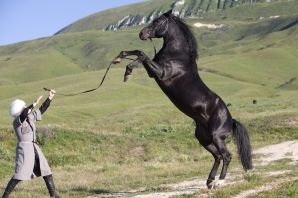 Карачаево черкесская порода лошадей