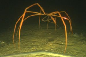Подводный паук в океане