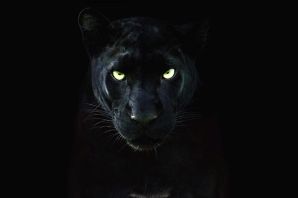 Черная пантера ягуар