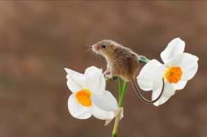 Мышь малютка в цветке