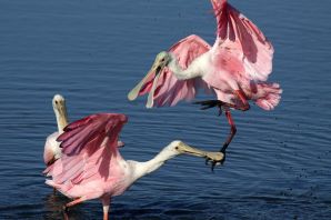 Смешной розовый фламинго