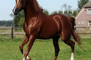 Кохейлан арабская лошадь
