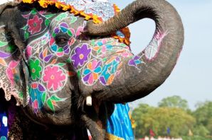 Фестиваль слонов в индии