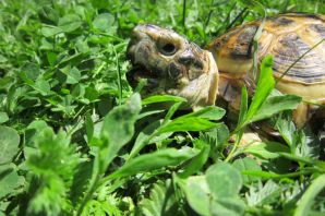 Среднеазиатская черепаха в природе
