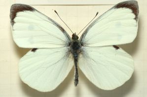 Самец бабочки капустницы