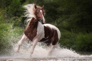 Красивые лошади в воде