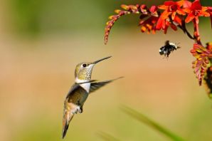 Пчелиная колибри