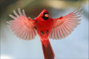 Птичка с красными перьями
