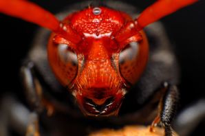 Самые страшные муравьи
