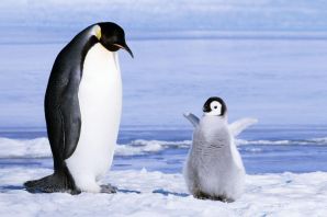 Северный малый пингвин