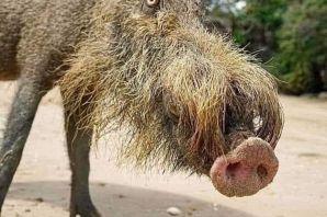 Борнейская свинья