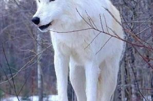 Красивый белый волк