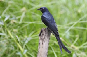Черная птица с раздвоенным хвостом
