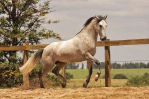 Лузитанская порода лошадей