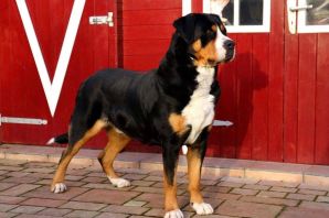 Порода собаки большой швейцарский зенненхунд