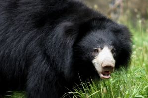 Черный медведь губач