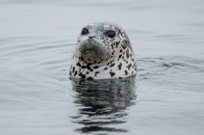 Пятнистый морской леопард