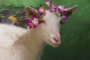 Красивая коза