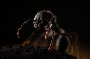 Необычные муравьи