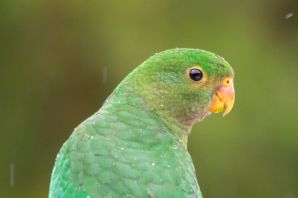 Австралийский амазон попугай