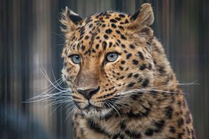 Дальневосточный леопард в зоопарке