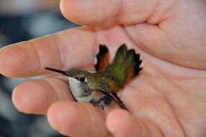 Карликовая колибри