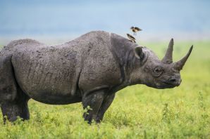 Западноафриканский черный носорог