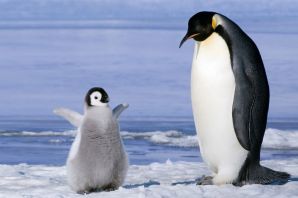 Королевский пингвин детеныш