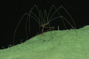 Гигантский глубоководный паук