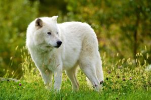 Мелвильский островной арктический волк