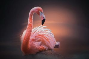Птенец розового фламинго
