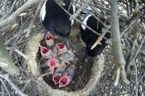 Птенцы сороки в гнезде