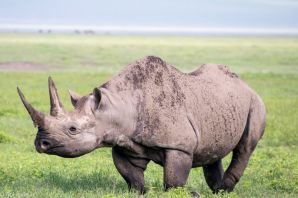 Черные носороги в танзании