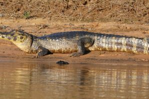 Кайман парагвайский крокодил