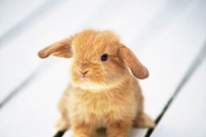 Милый рыжий кролик