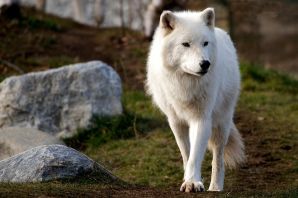 Арктический полярный волк