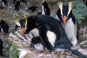 Хохлатый пингвин самка