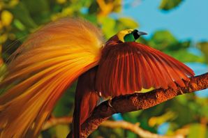 Райская птица папуа новая гвинея