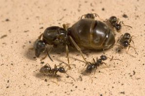 Матка лесного муравья