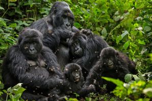 Семейство горилл